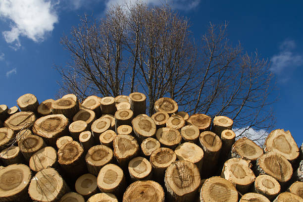 Pile of logs sawn poplar with living trees background in winter