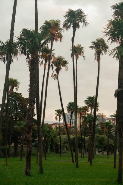 istock a grove of slender palms on green grass 1767347756