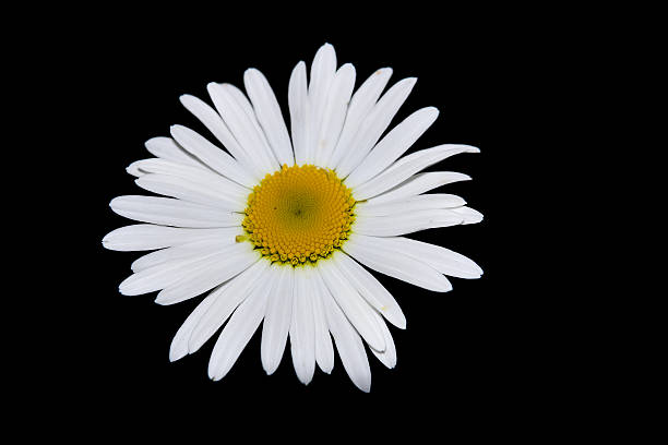 istock closeup of chamomile flower over black 176735060