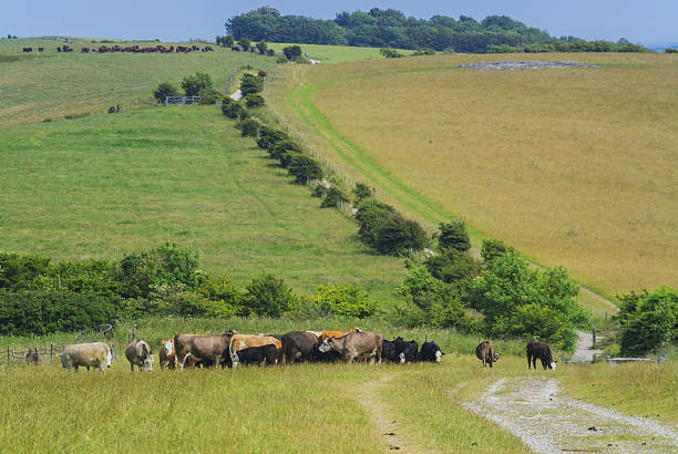 소 - dirt road national park south downs footpath 뉴스 사진 이미지