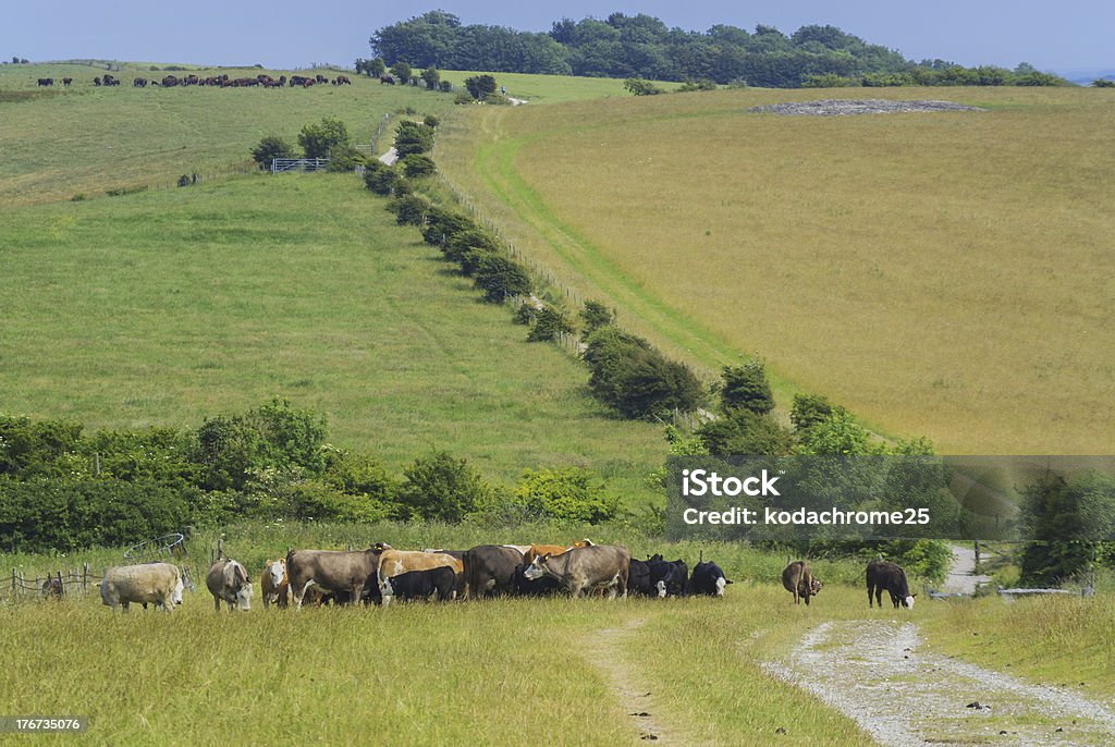 Bovinos - Royalty-free Agricultura Foto de stock