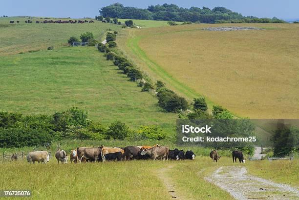 Bovinos - Fotografias de stock e mais imagens de Agricultura - Agricultura, Animal, Ao Ar Livre