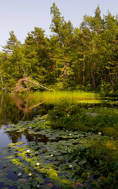 istock Lake view in Scandinavia, with Water Lilies 176735453