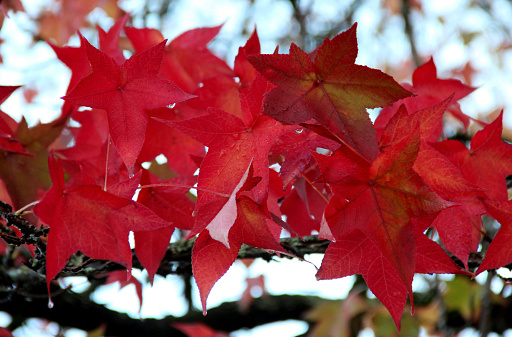Close-up photo of a maple branch of bright red autumn leaves with the rain drops on a blurred background of a blue sky