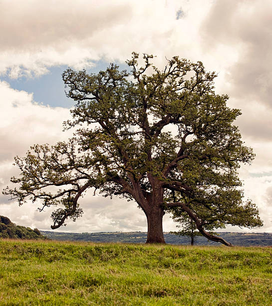 istock Majestic lone oak tree in meadow 176735478
