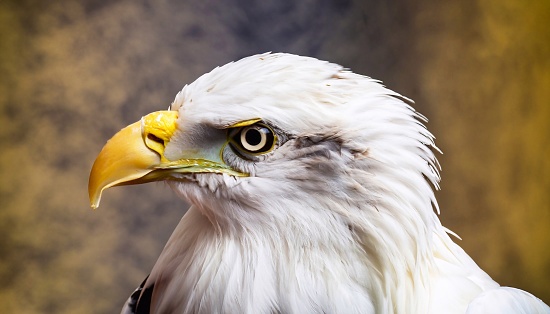 The eagle's piercing gaze captivates, a stunning portrait of predatory grace and noble bearing.