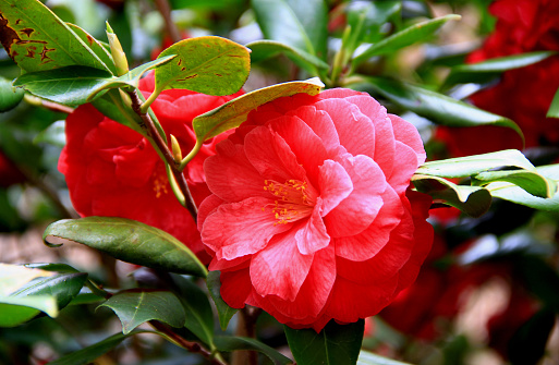 Close-up photo of a tree branch with two big red camellias on a blurred background
