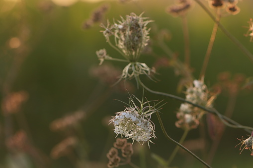 Queen Anne's lace flowers at sunset in Summer