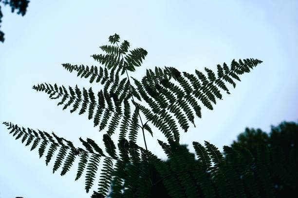 istock Fern seen against the light - stock photo 1767362677