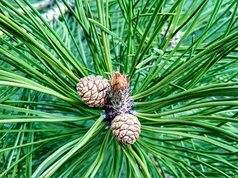 Young Pine buds in spring. Pinus mugo, dwarf mountain pine, mugo pine