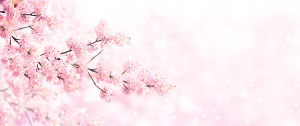 Horizontal banner with sakura flowers of pink color on sunny backdrop. Beautiful nature spring background with a branch of blooming sakura stock photo