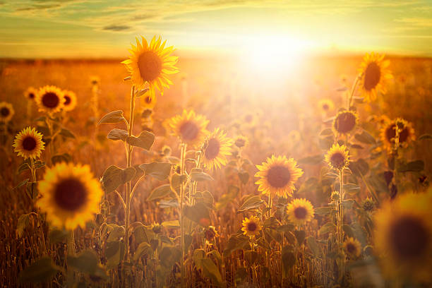 Sunflowers at dusk