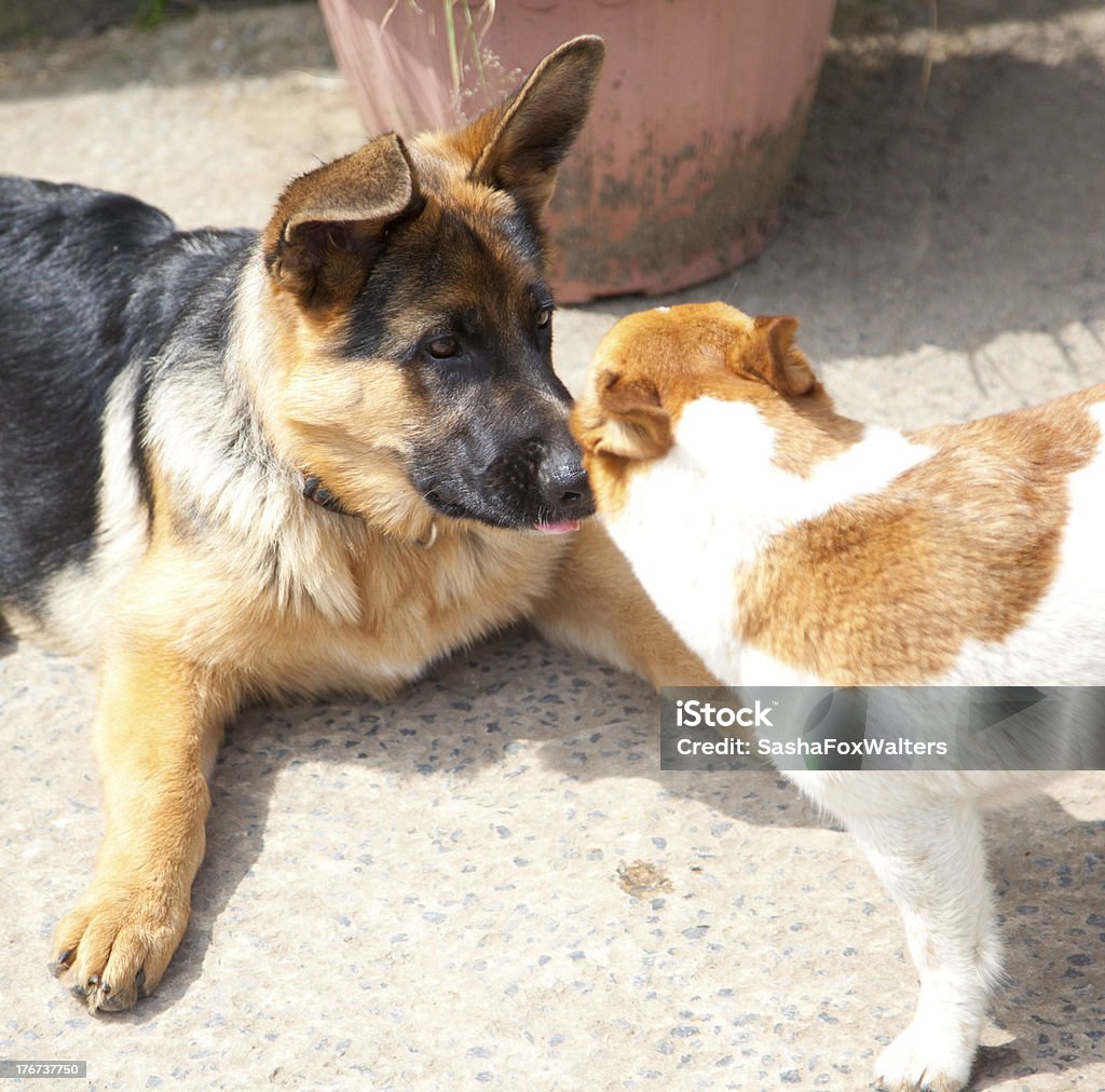 Pastor alemán lactantes jugando - Foto de stock de Animal libre de derechos