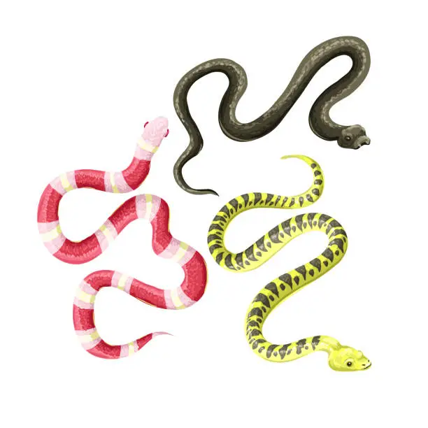 Vector illustration of Different snakes isolated on the white background. Vector.