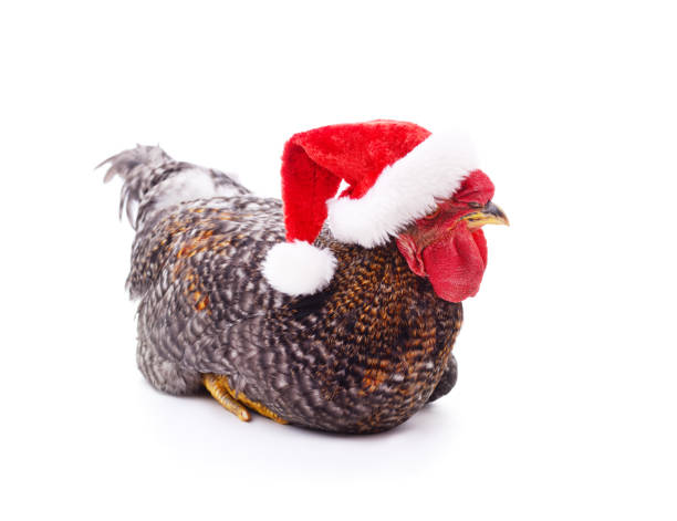 istock Chicken in a christmas hat. 1767381588
