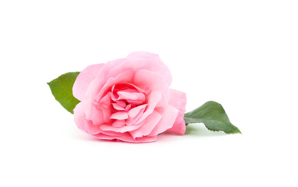 istock Beautiful pink roses. 1767381589