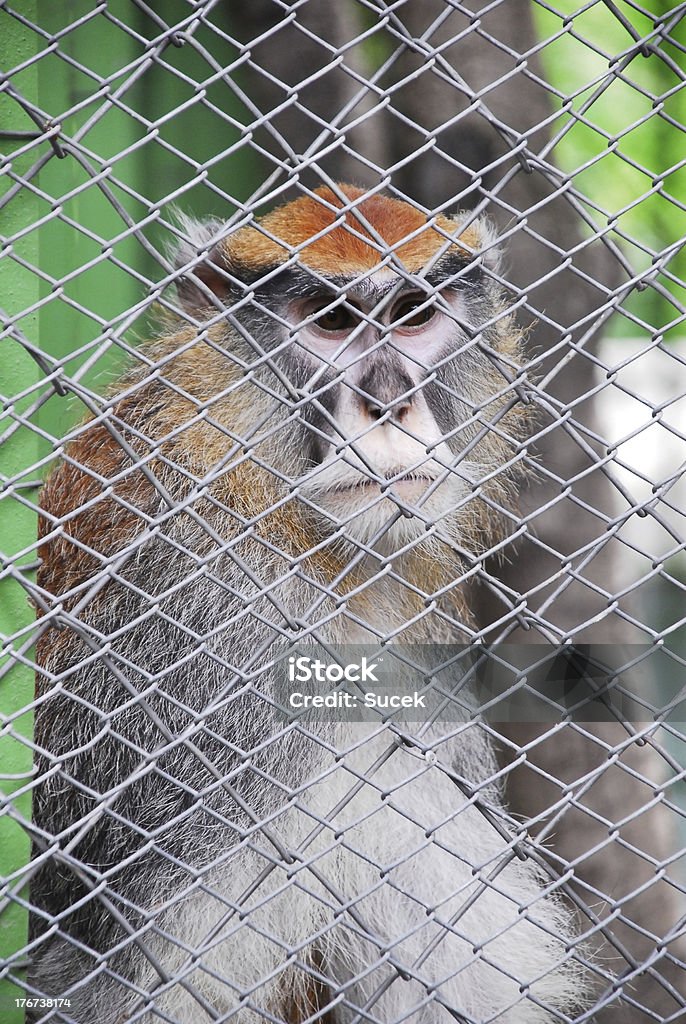 Monkey and captivity monkey in a cage on nature Africa Stock Photo