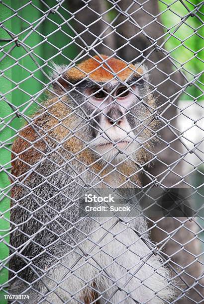 Monkey And Captivity Stock Photo - Download Image Now - Africa, Animal, Animal Hair