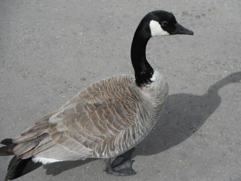 Canadian Goose.