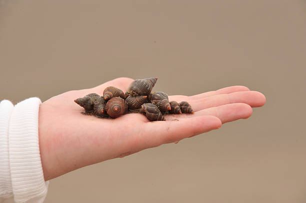 istock Handful of sea snails 176738333