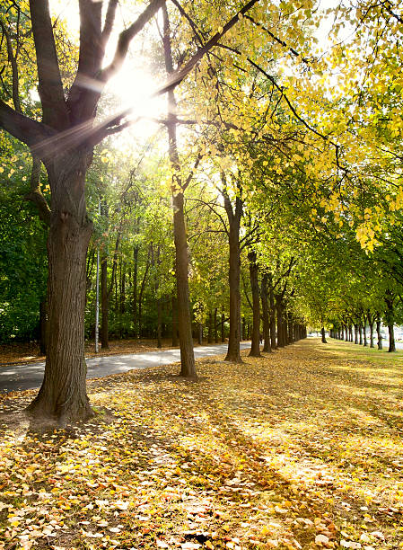 istock Alley of trees in autumn 176738349