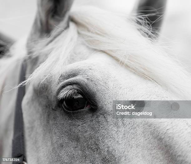 Caballos De Belleza Foto de stock y más banco de imágenes de Alerta - Alerta, Animal, Brida - Arnés