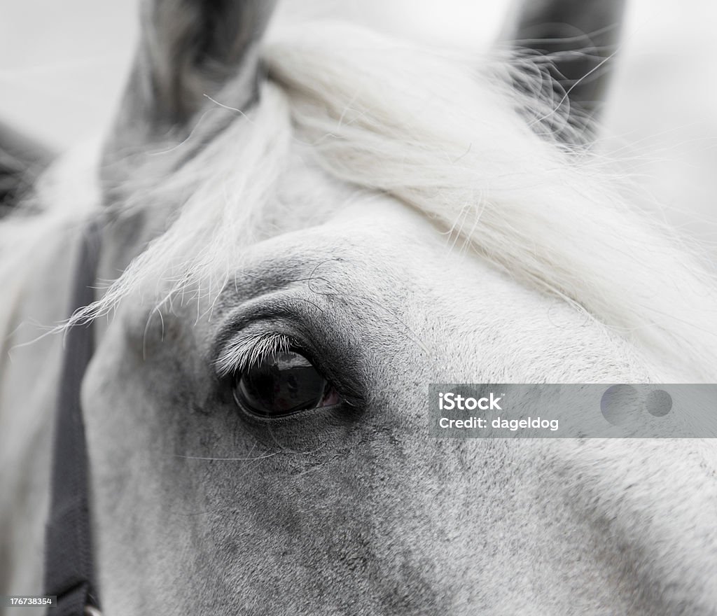 Equine Красота - Стоковые фото Глаз животного роялти-фри