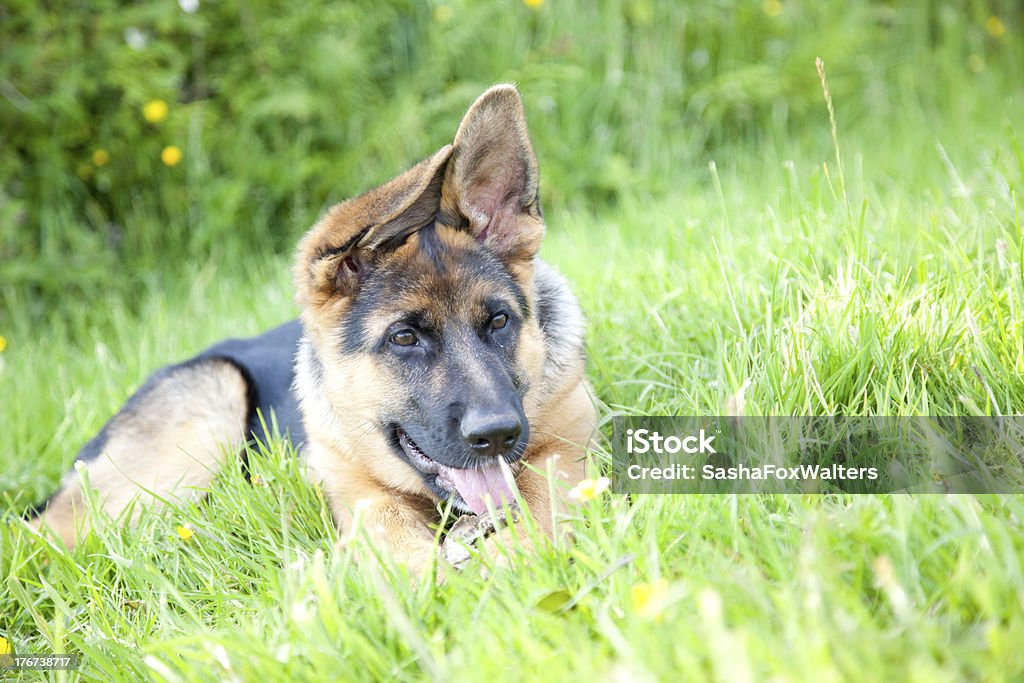 Berger allemand chiots jouant - Photo de Animal femelle libre de droits