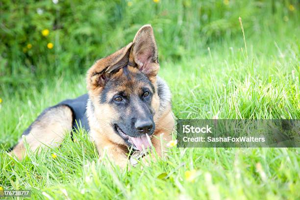 Photo libre de droit de Berger Allemand Chiots Jouant banque d'images et plus d'images libres de droit de Animal femelle - Animal femelle, Berger allemand, Chien