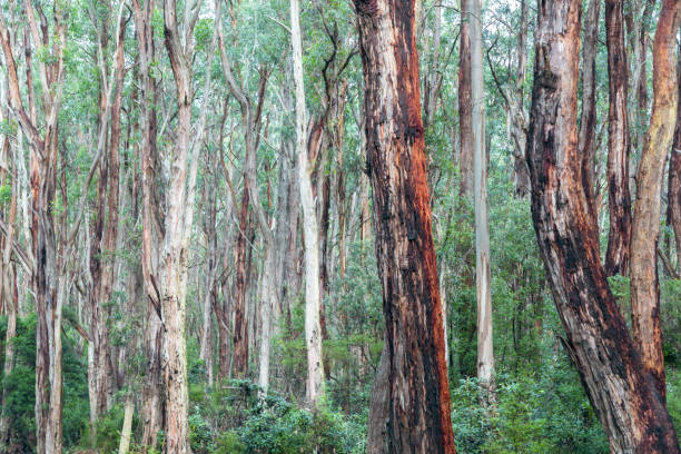 istock Photograph of Cape Otway eucalyptus trees in Australia 1767388043