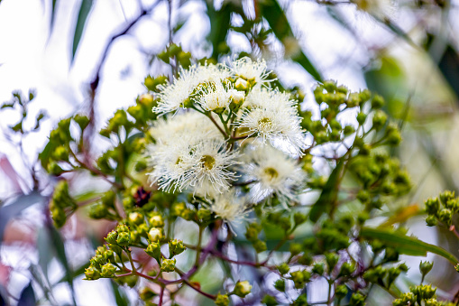 Closeup white Eucalyptus flowers and buds, background with copy space, full frame horizontal composition