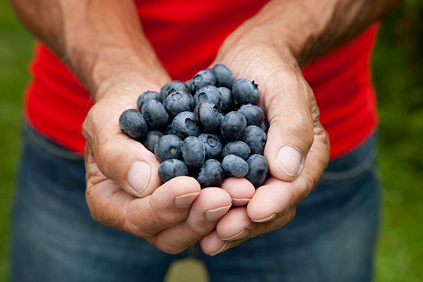 istock Fresh crop of blackberries 176740309