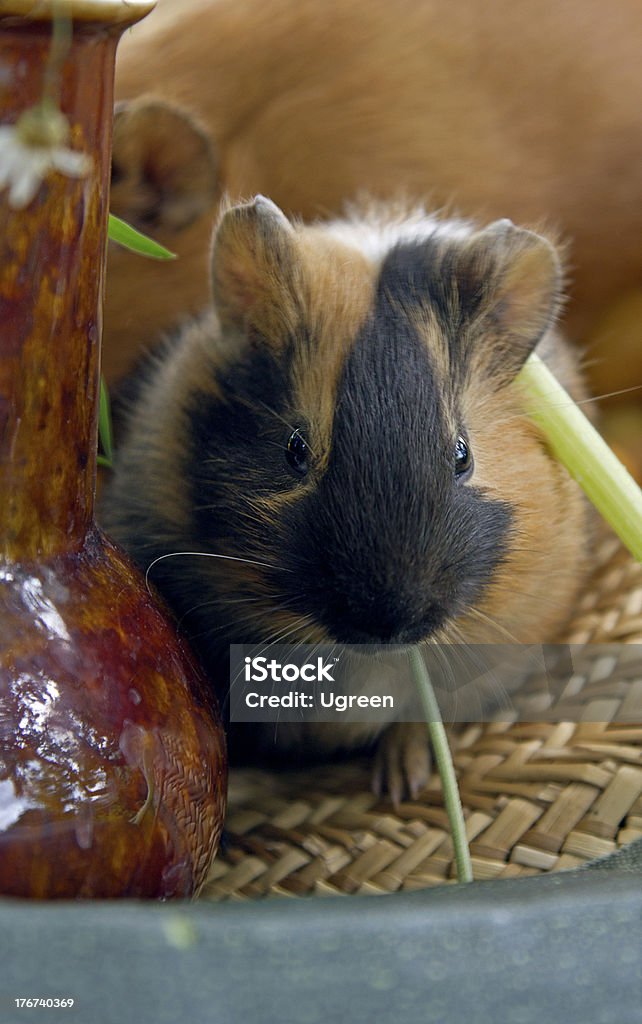 Guinea Meerschweinchen - Lizenzfrei Braun Stock-Foto