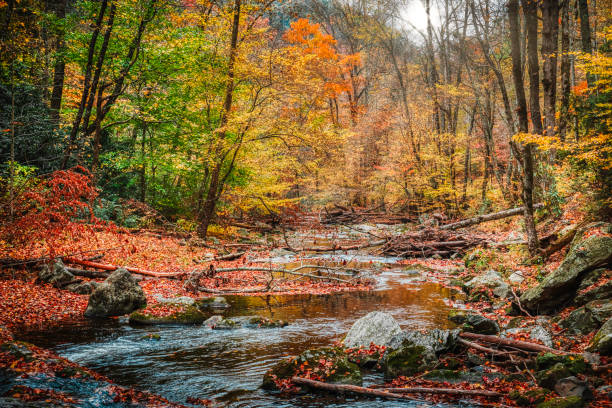 istock Great Smoky Mountains - Fall 2023 1767403741