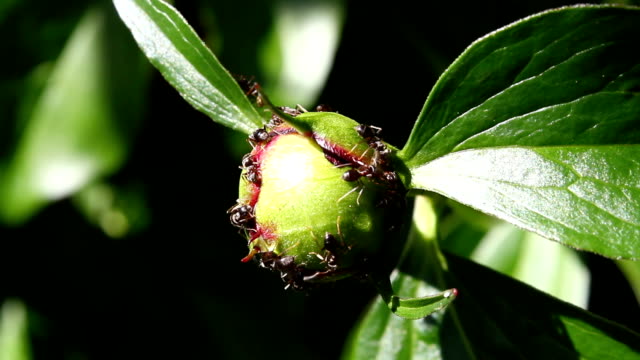 Insects on Peony buds