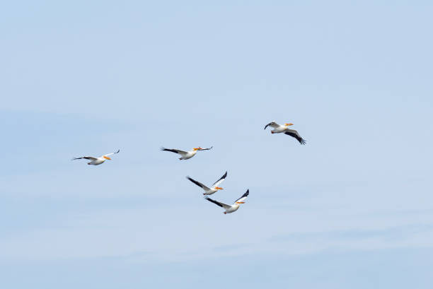 istock White Pelicans on the Mississippi Flyway 1767409940