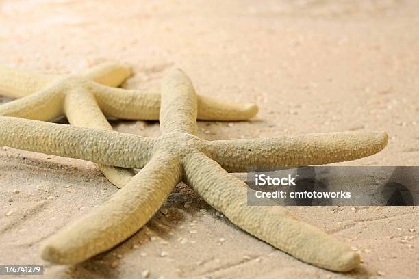 Estreladomar Na Areia - Fotografias de stock e mais imagens de Areia - Areia, Calor, Cinzento