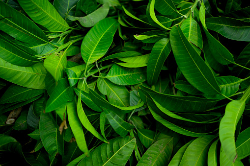 beautiful fresh green,Mango leaves background