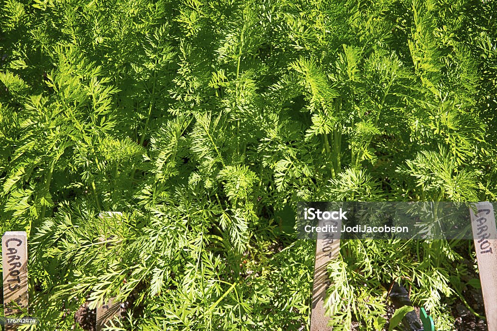 Топы Carrot growing in Скагуэй Аляска - Стоковые фото Без людей роялти-фри
