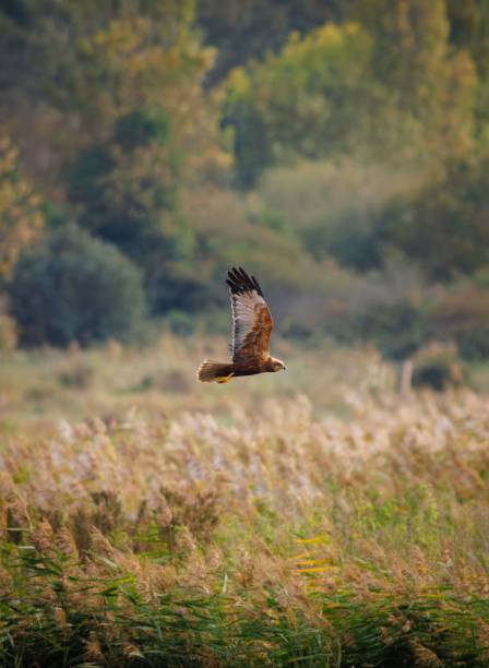 istock Majestic bald eagle soars gracefully through the air above a vast grassy field 1767430200