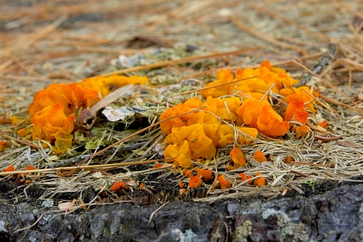 Closeup of Orange Slime Mold growing from decaying tree stump in Vermont. Myxogastria mold growth beyond the single cell through the plasmodium stage. Fusicolla