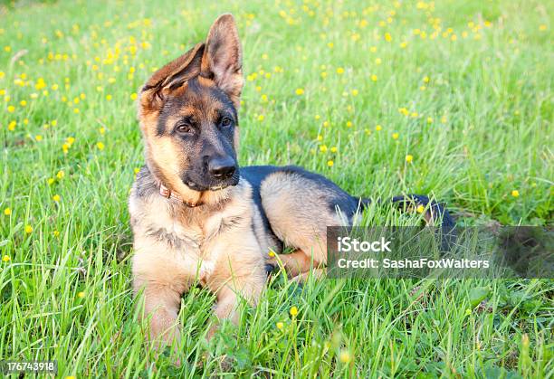 Photo libre de droit de Berger Allemand Chiots Jouant banque d'images et plus d'images libres de droit de Berger allemand - Berger allemand, Chien, Chien de race