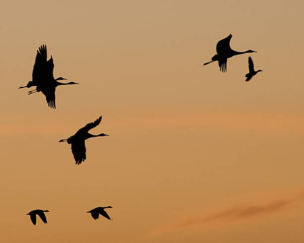 istock Bird silhouettes at sundown 176743931