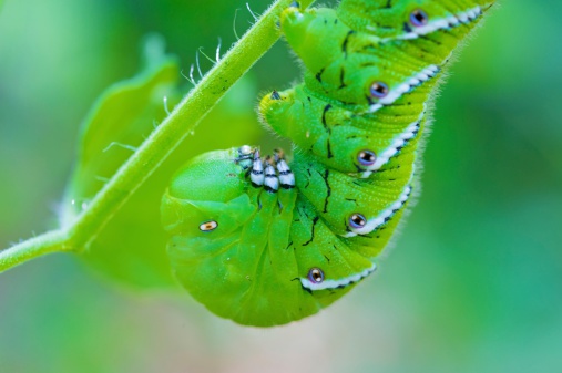 macro of tomato hornworm eating tomato plant.