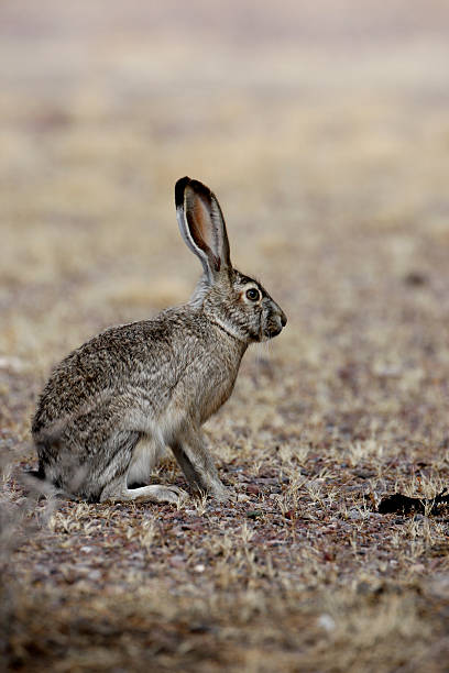 istock Black-tailed jack rabbit, Lepus californicus 176745283