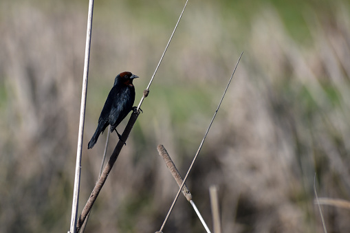 chestnut-capped blackbird (Chrysomus ruficapillus) perching on reed at laguna de Navarro, Buenos Aires province, Argentina