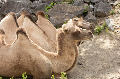 Group of hump camels