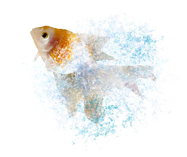 istock gold fish hopping through splashing water 176745872