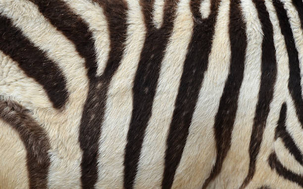 Pattern of a zebra skin Pattern of a zebra skin background leather white hide textured stock pictures, royalty-free photos & images