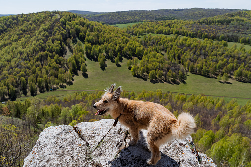 A dog wags its tail, a small red dog stands on a rock high in the mountains, sunny weather, a pet. High quality photo